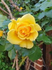 Yellow roses blooming in a space with natural light