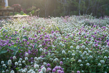 bed of Bachelor's-button | Gomphrena globosa L