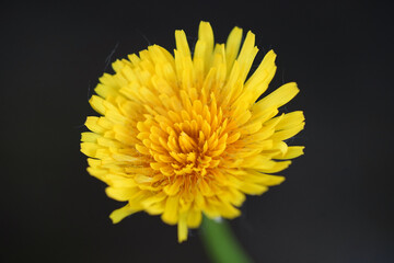 yellow dandelion flower