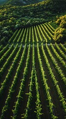 Fototapeta premium Lush vineyard rows stretch across the land, nestled amidst trees and gentle hillsides