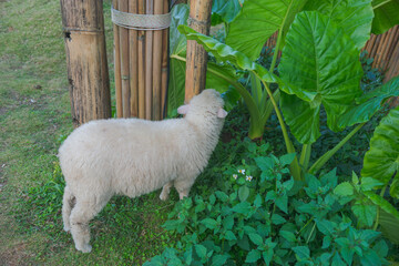 sheep in the farm