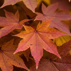 Fototapeta premium Red and Orange Autumn Maple Leaves Close Up