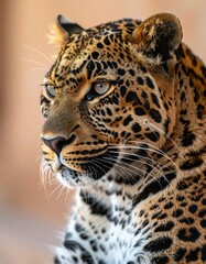 Obraz premium Majestic close-up portrait of a leopard showcasing its striking fur pattern and intense gaze against a natural blurred background in a wildlife setting