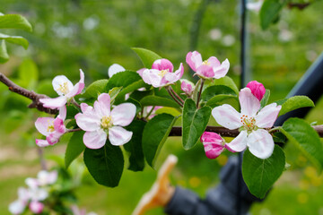 Apple Blossoms in Spring