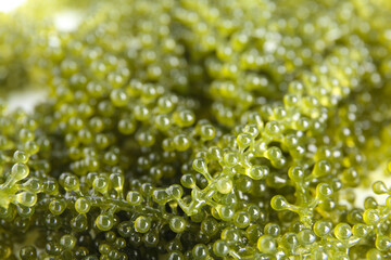 Healthy seaweed as background, closeup