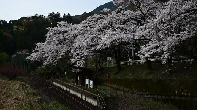 桜咲く日当駅に到着する樽見鉄道ハイモ295 （樽見鉄道 日当, 2025年4月）