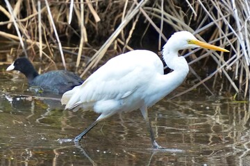 White Bird Walking in Marsh