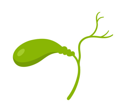 Human gallbladder cartoon stylized vector illustration. Anatomical gall bladder body organ symbol on white background. Drawing human gall bladder for medical, infographic childrens education design