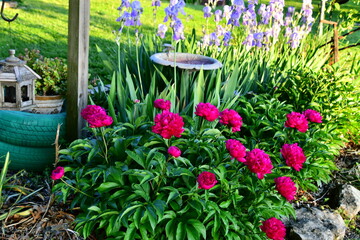 Peony Flowers and Iris Blooms in a Garden