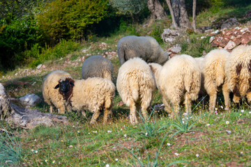 Obraz premium A flock of sheep with thick wool grazing in a lush, green meadow surrounded by trees. the pastoral scene captures tranquility and nature, perfect for themes of rural life and agriculture.