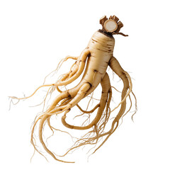 ginseng root Isolated on white and transparent background
