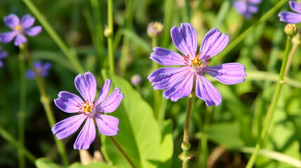 Couple of purple flowers of Virginia spiderwort in June
