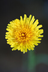 yellow dandelion flower