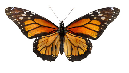 Fototapeta premium Stunning Monarch Butterfly Wings Detailed Closeup on white Background Wildlife Nature Insect