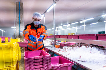 Factory workers in fish and seafood factory are moving food and lifting things into the fish...