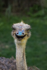 ostrich head close up