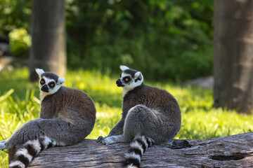 ring tailed lemur