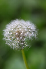dandelion seed head