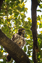 mixed hawk