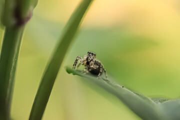 spider on leaf