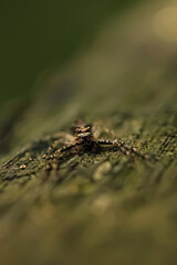 spider on a tree