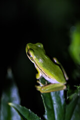 green bramble frog