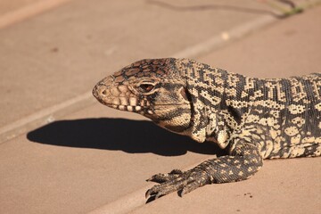 lizard on the stone