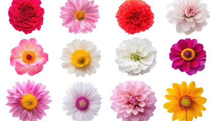 Set of Various Beautiful Blooming Flowers Isolated on Transparent Background


