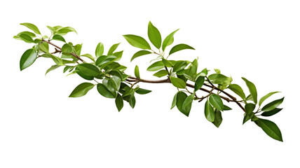 Tree Branch with Green Leaves Isolated on Transparent Background

