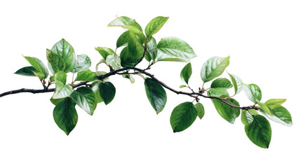 Tree Branch with Green Leaves Isolated on Transparent Background

