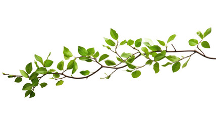 Tree Branch with Green Leaves Isolated on Transparent Background

