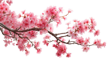 Tree Branch with Red Flowers Isolated on Transparent Background

