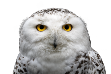 Majestic Snowy Owl Close-Up