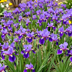 Obraz premium Flower bed covered with blossoming purple dwarf irises in April