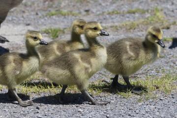 Canada Goose gosligns in spring