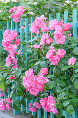 優しい色のピンクの薔薇