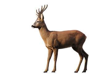 Obraz premium Majestic Roe Deer Profile Illustration