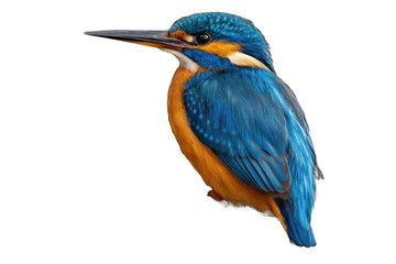 Obraz premium Vibrant Kingfisher Bird Illustration
