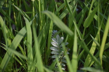 green grass in the morning