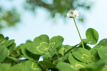 公園の木陰で見つけた四つ葉のクローバー
