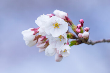 咲き始めの桜の花 ソメイヨシノ