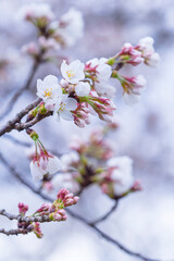 咲き始めの桜の花 ソメイヨシノ