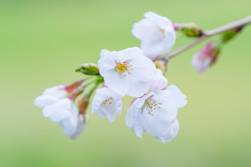 Fototapeta premium 咲き始めの桜の花 ソメイヨシノ
