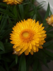 Yellow strawflower in the garden 