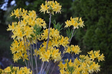 yellow flowers in the garden