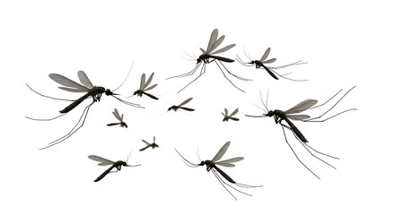 A swarm of mosquitoes in flight