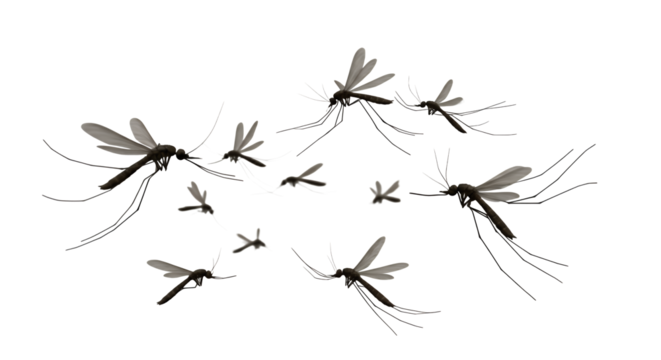 A swarm of mosquitoes in flight