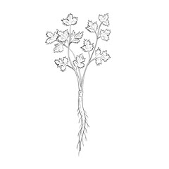 Drawing sketch style illustration of a Coriander, Coriandrum sativum, cilantro, dhania, an annual herb in the family Apiaceae flowering plant used as spice or herb done in black and white line art. 