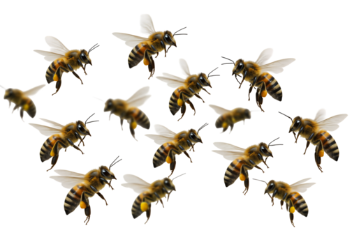 Detailed Illustration of Flying Honeybees