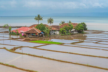 Obraz premium Settlement in the middle of rice fields.